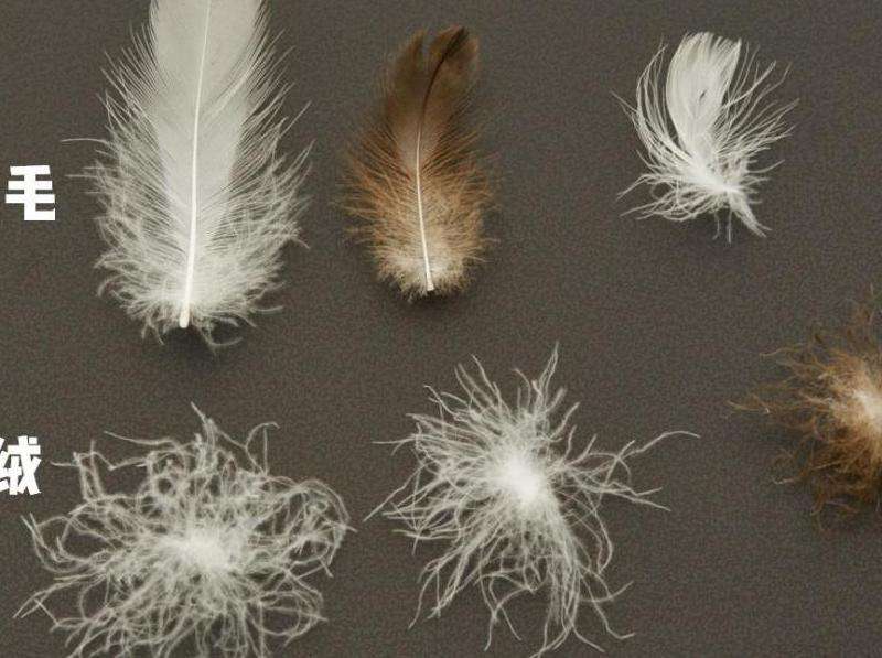 羽毛有什么用？刚开一秒传奇中羽毛系统的合成与升级详解